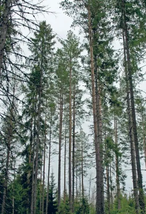 Как и многие мужчины герой романа Кнута Гамсуна Плоды земли Исаак Селланро - фото 15