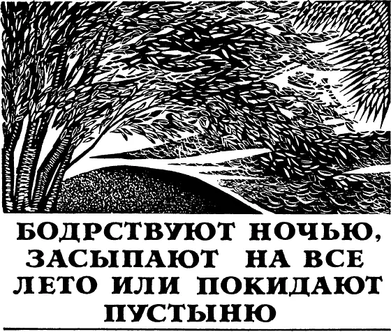 Следы на дороге На низком берегу Балхаша поросшем тростниками летом косили - фото 14