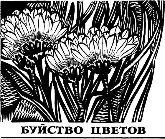 Двуточечные гладыши В небольшом овражке примыкающем к берегу реки Или еще - фото 19
