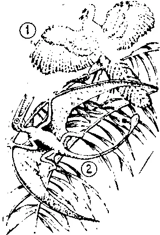 Рис 17 Первоптица археоптерикс 1 и летающий ящер рамфоринхус 2 Стегозавр - фото 18