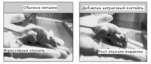 Рис 14 Мыши лишенные иммунитета но ежедневно наряду с обычным питанием - фото 17