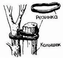 Если у вас в саду растет облепиха то весной не забудьте срезать ветку с - фото 785