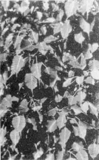 Ficus religiosa почитаемый и индуистами и буддистами Особенно могучее - фото 379