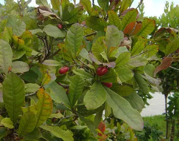 Густая тёмнозеленая листва чудесного африканского плодового дерева Synsepalum - фото 422