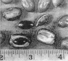 Плоды Synsepalum dulcificum Сочные плоды кеппела Stelechocarpus - фото 423