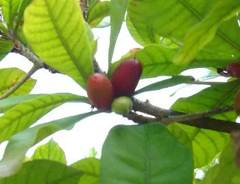 Сочные плоды кеппела Stelechocarpus burakol растут на стволе и больших - фото 424