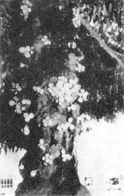 Сочные плоды кеппела Stelechocarpus burakol растут на стволе и больших - фото 425