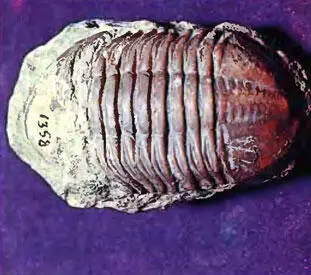 75 Самые обычные из трилобитов азафусы Asaphus leptdurus их много в серых - фото 106