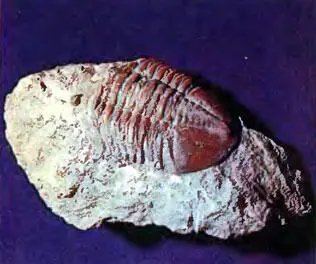 76 Самые обычные из трилобитов азафусы Asaphus leptdurus их много в серых - фото 107