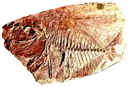 132 Живущие ныне в тропиках мене Mene triangulum родственники древнему - фото 168