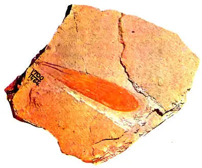 165 А это крылышко принадлежит макроэдисхии Macroedischia elongate - фото 203