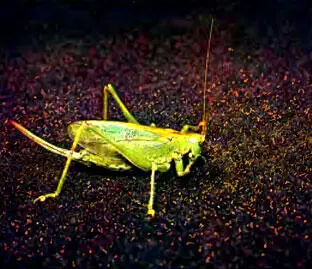 166 Современное прямокрылое наш обычный серый кузнечик Decticus 167 За - фото 204