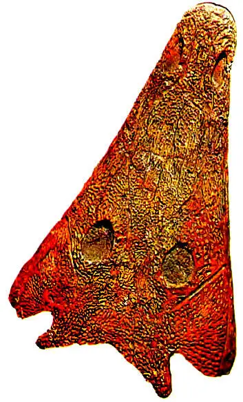 187 Вот череп длинномордого более крупного бентозуха Benthosuchus sushkini - фото 227