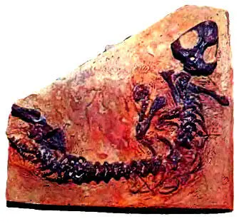 194 Совсем как ящерицы выглядят ночные воришки Nyctiphruretus acudens - фото 235