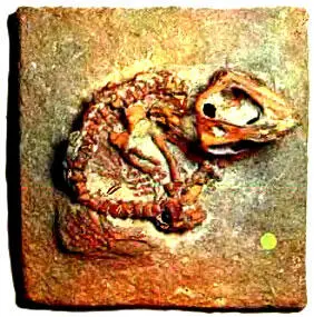 196 Триасовый проколофон тихвинския Tichvinskia vjatkensis из Кировской - фото 237