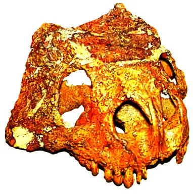 202 Еще один вид скутозавра Scutosaurus permianus из Перми Поволжья 203 - фото 243