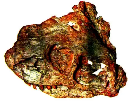 230 У нас были найдены только некрупные растительнояды эннатозавры - фото 269
