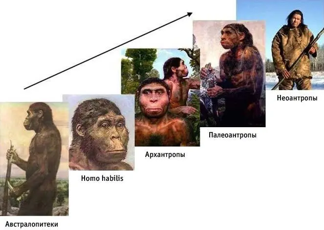 Линейная эволюция гоминид по старым представлениям Однако в последние 15 лет - фото 5