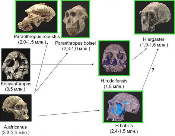 Фрагмент древа гоминин тупиковые ветви и альтернативные пути Эволюционное - фото 6