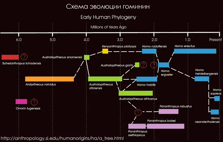 Это схема эволюции гоминин с сайта Smithsonian Institution На схеме показано - фото 7