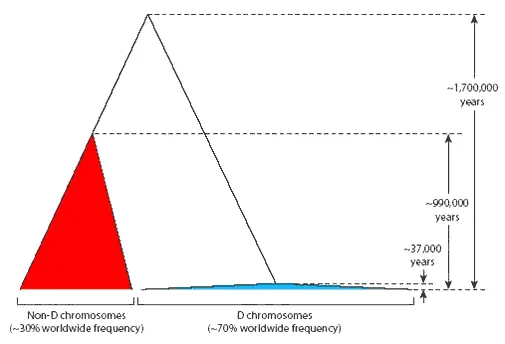 Генеалогия аллелей гена microcephalin Красным показаны HeDаллели голубым - фото 45