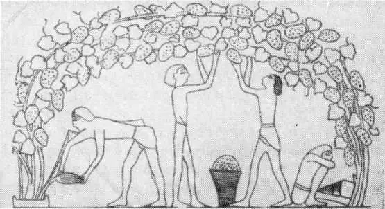 Дуговая культура виноградной лозы в Древнем Египте стенопись выполненная - фото 2