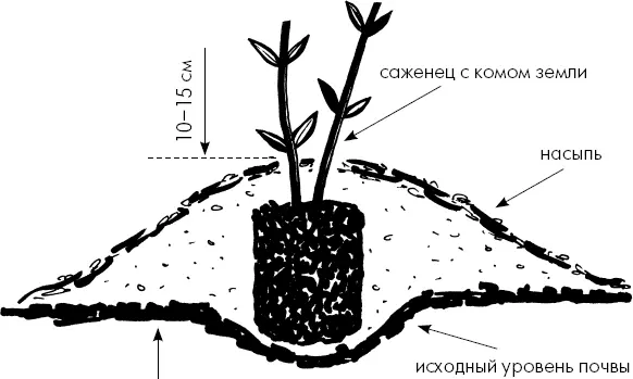 Окончательное расстояние между кустами среднерослых бархатцев 2025 см Это - фото 31