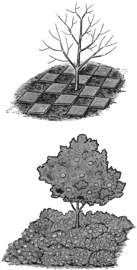 Внесение под перекопку органики под деревья можно совмещать с посадкой - фото 58