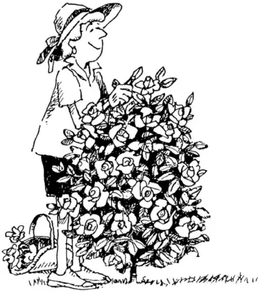 Сроки освоения участка Сколько лет требуется чтобы полностью освоить садовый - фото 60