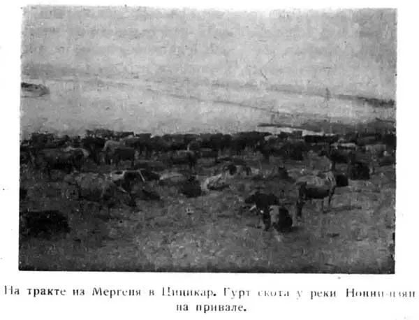 На тракте из Мергеня в Цицикар Гурт скота у реки Нонницзян на привале Они - фото 7