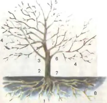 Рис 1 Основные органы плодового дерева и передвижение питательных элементов в - фото 2