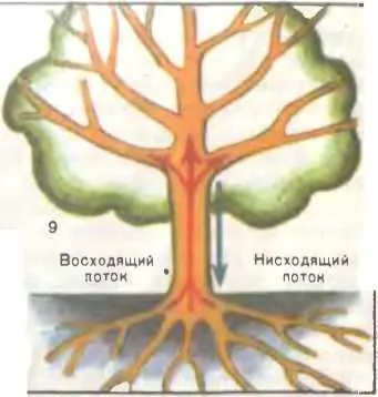 Рис 1 Основные органы плодового дерева и передвижение питательных элементов в - фото 3