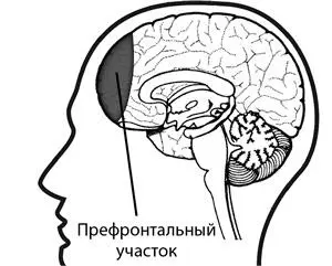 Префронтальный участок коры головного мозга находится за лобной костью - фото 4