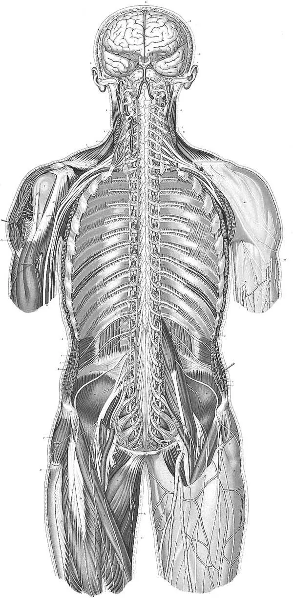 Рисунок из анатомического атласа Сигизмунда Ласковски фр Anatomie normale du - фото 2