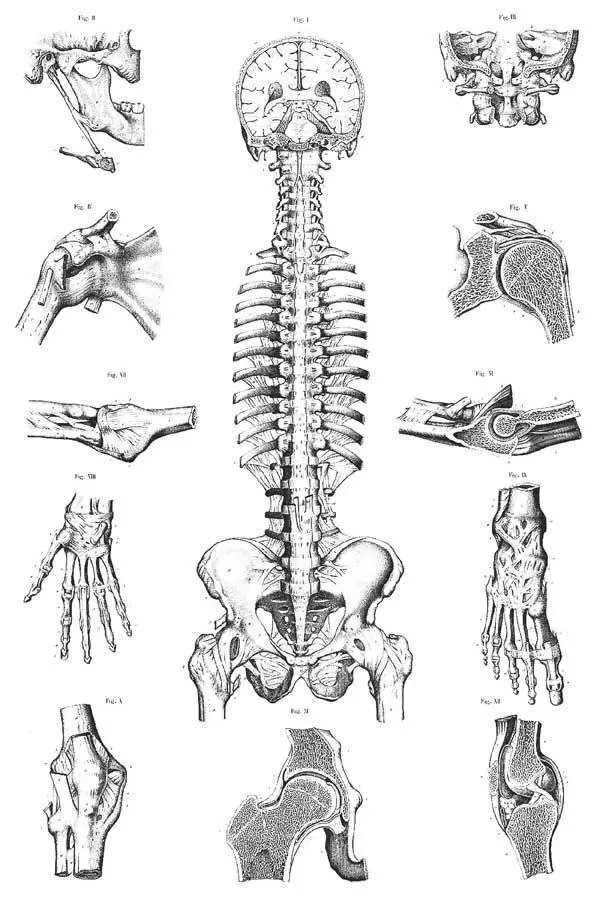 Рисунок из анатомического атласа Сигизмунда Ласковски фр Anatomie normale du - фото 4