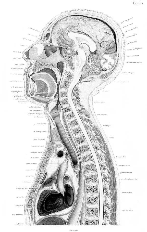Рисунки из анатомического атласа Вильгельма Брауне нем - фото 5