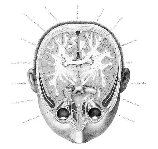 Рисунки из анатомического атласа Вильгельма Брауне нем - фото 6