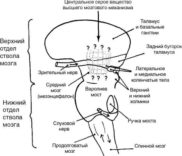Месторасположение центрального серого вещества соответствующего этому - фото 19