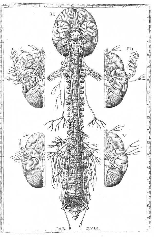 Рисунок из анатомического атласа Бартоломео Евстахио лат Tabulae anatomicae - фото 26