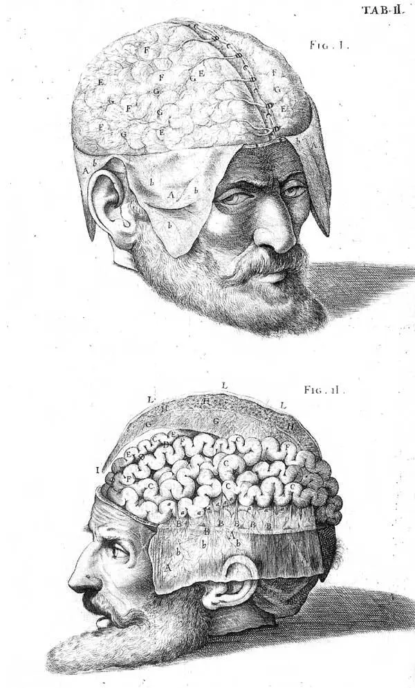 Рисунок из анатомического атласа Джулио Кассери ит De humani corporis fabrica - фото 28