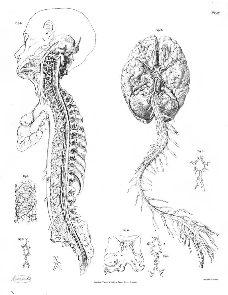 Рисунок из анатомического атласа Ричарда Куэйна англ The anatomy of the - фото 29