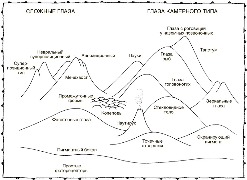 Ландшафт типов глаз Поскольку зрительная система начинает развиваться в - фото 38