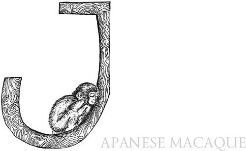 Японская макака Macaca fuscata Тип хордовые Класс млекопитающие Отряд - фото 49