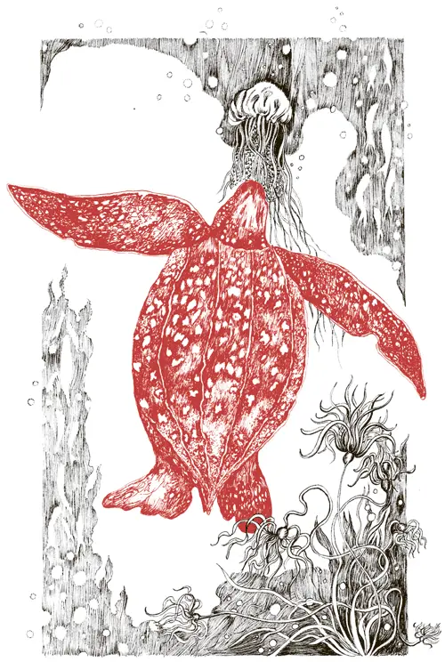 Кожистая черепаха Dermochelys coriacea Тип хордовые Класс пресмыкающиеся - фото 55
