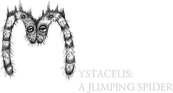 Паукскакунчик Phidippus mystaceus Тип членистоногие Класс паукообразные - фото 59