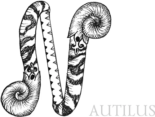 Наутилус Nautilus spp Тип моллюски Класс головоногие Подкласс Nautiloida - фото 63