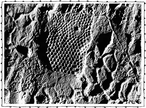 Следы Paleodictyon nodosum Этот след ноги на Луне сделанный и - фото 107