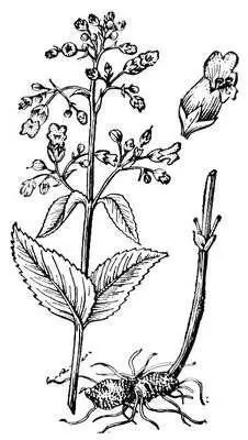 Норичник узловатый Нор ичниковые Нор ичниковыеScrophulariaceae семейство - фото 179