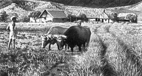 Новая Каледония Город Нумеа Рисовое поле Н овая Ка - фото 34
