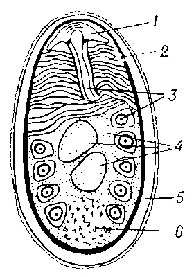 Схема строения споры Nosema bombycis 1 полярная шапочка 2 поляропласт 3 - фото 108